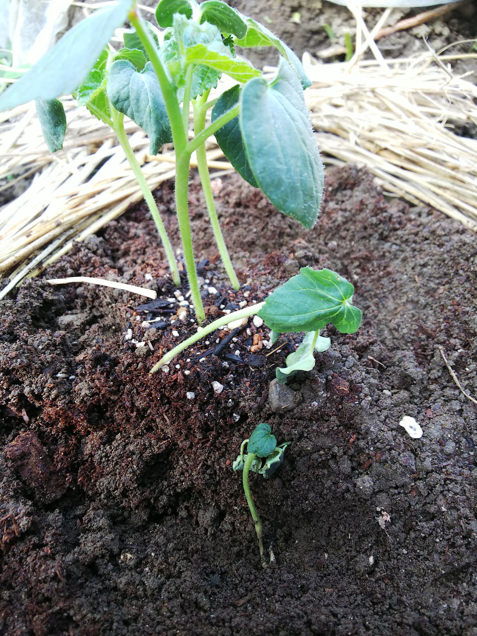 信州発 家庭菜園 Q S Natural Garden オクラ ネキリムシ対策 昨日何者かにやられたのか 今朝も生き返らず 昨夜準備した牛乳パックで囲んでみました 家庭菜園あるある T Co D7kvs3ngna Twitter