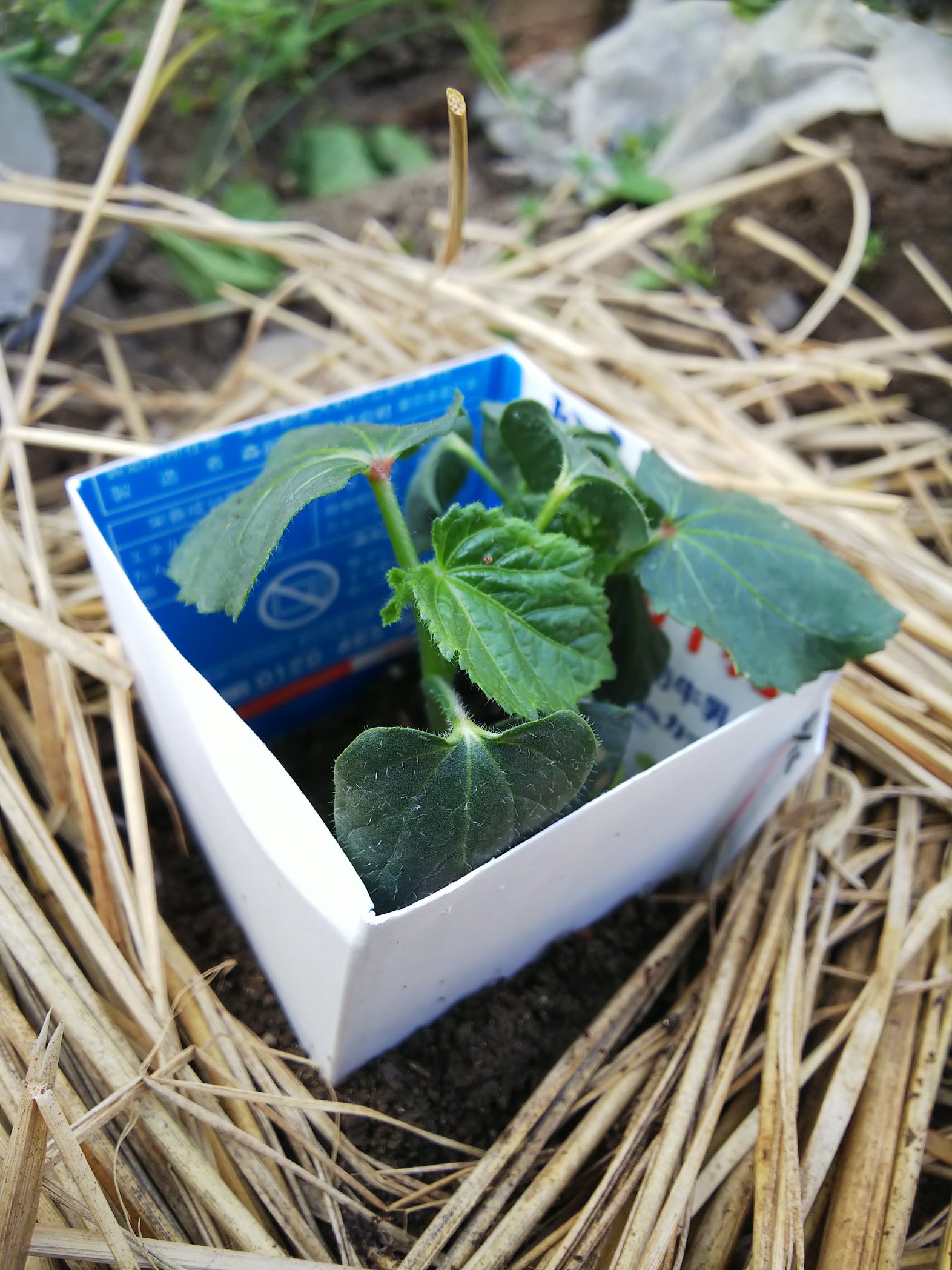 信州発 家庭菜園 Q S Natural Garden オクラ ネキリムシ対策 昨日何者かにやられたのか 今朝も生き返らず 昨夜準備した牛乳パックで囲んでみました 家庭菜園あるある T Co D7kvs3ngna Twitter