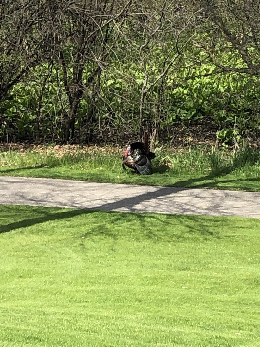 ManiacMagLee's tweet photo. I’ve been slacking and so for #AnalyticsDay let me do some catching up.  The last few weeks I’ve identified 4 new birds, the brown headed cow bird, the ring necked duck, a wild turkey, and an American goldfinch. Some pretty cool birds here.  That’s a turkey in full strut. https://t.co/llKz3EZqqN