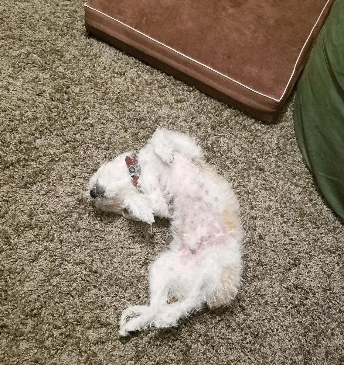FabComLive's tweet photo. Our Art Director, Monique, has a new coworker—meet Larry! Larry is living his best life and having a paw-some time while Monique works from home!

#FabCom #MarketingAgency #IntegratedMarketing #AdvertisingAgency #Pets #FurryFriends #PetOfTheDay #WorkingFromHome https://t.co/D0hPc28Qjd
