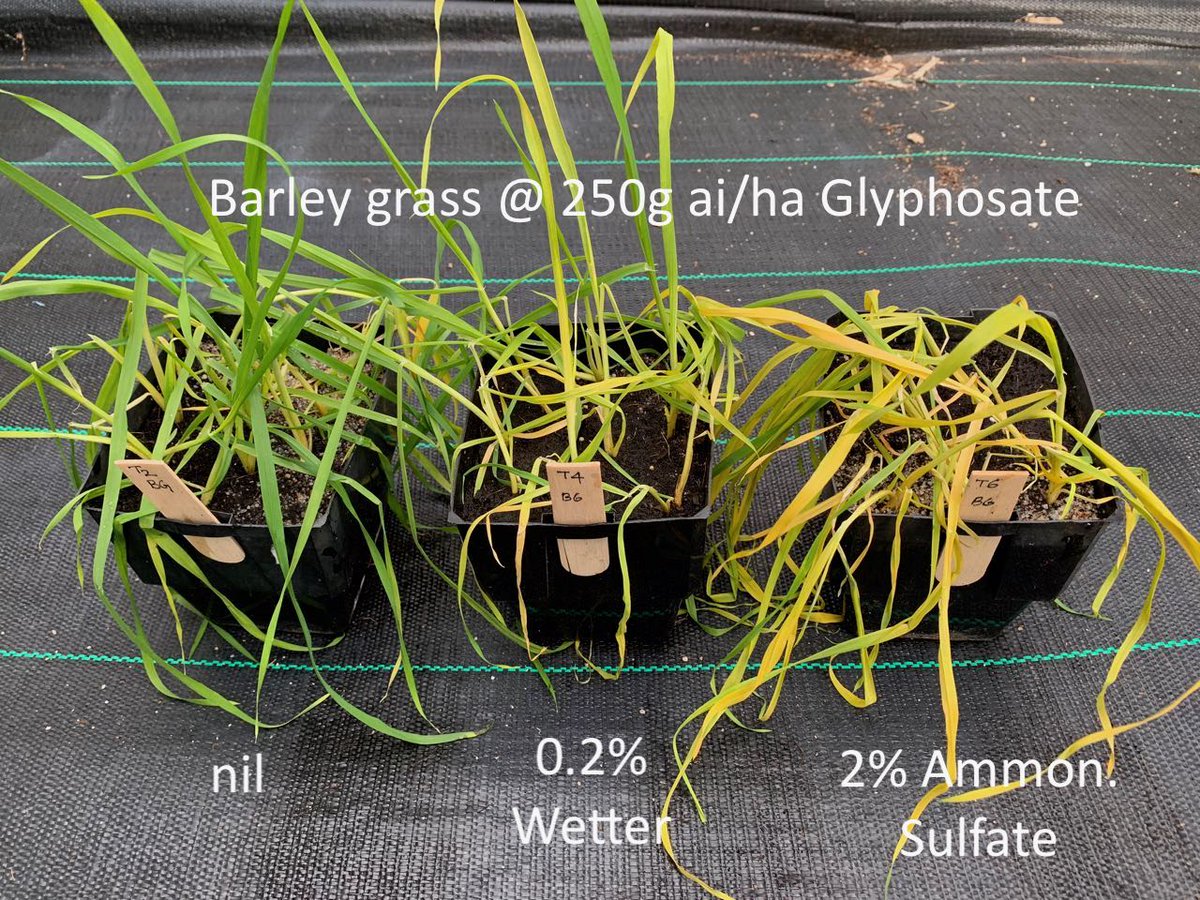 Effect of surfactant and Ammon Sulfate on ryegrass, barley grass and brome treated with a loaded glyphosate product 1 week after application. Shows the benefit of additional wetter and ammonium sulfate. More photos next week.