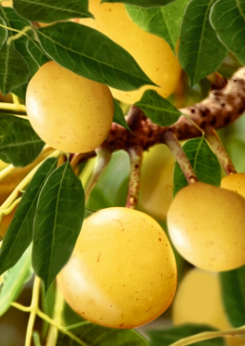 Ponta プリキャル実装 この果物ってもしかして マルーラかな 野生の動物たちも千鳥足になる禁断の果実 マルーラ 南アフリカで食されているウルシ科のフルーツ この果物は発酵するとアルコール成分が出るフルーツみたいです 酩酊状態 つまり酔っ払い