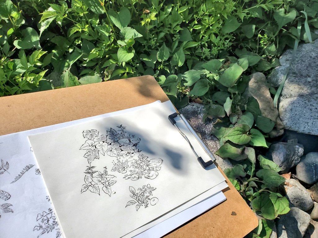 ちっちゃな植物たちを、不自由な線でどこまで描けるかを追及する日 