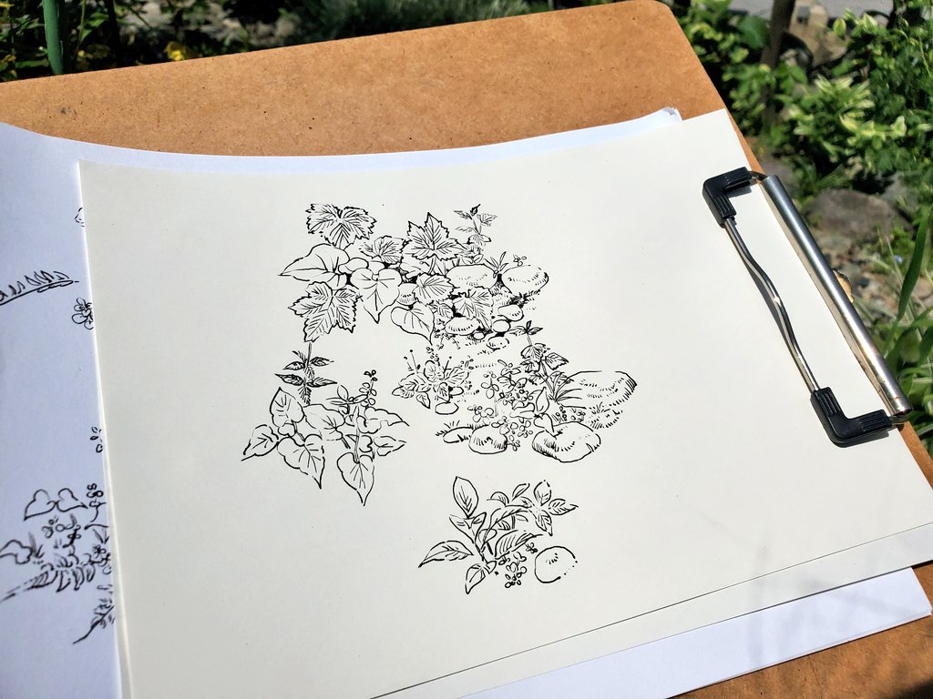 ちっちゃな植物たちを、不自由な線でどこまで描けるかを追及する日 