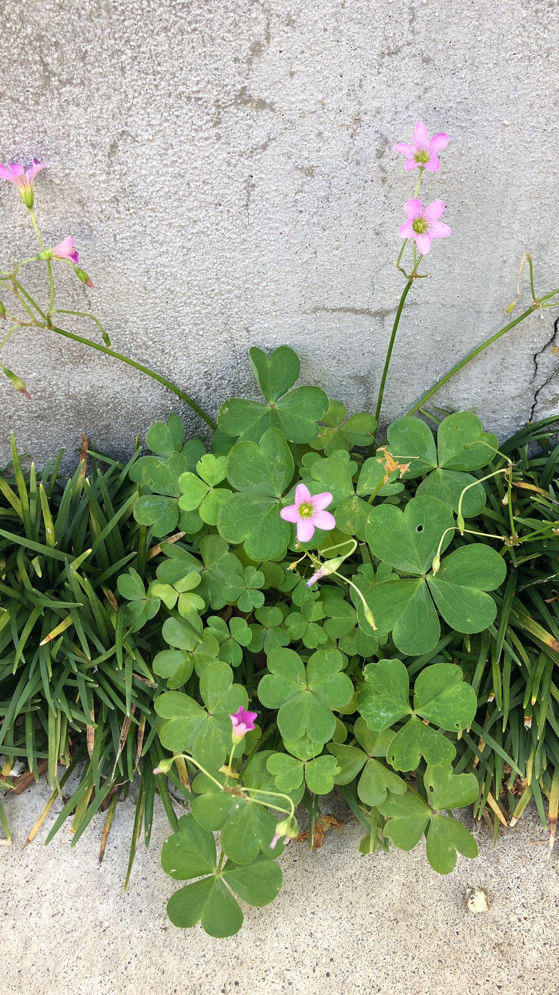 L0we 雑草毟りなう ムラサキカタバミ 帰化植物だったのかお前ー 観賞用に入れられたっていうのは納得 かわいい カタバミとムラサキカタバミは赦してやってもいい ってなるもん毎回 毟るにしても土は慣れが良くて根っこごと無抵抗で気持ちよく抜け