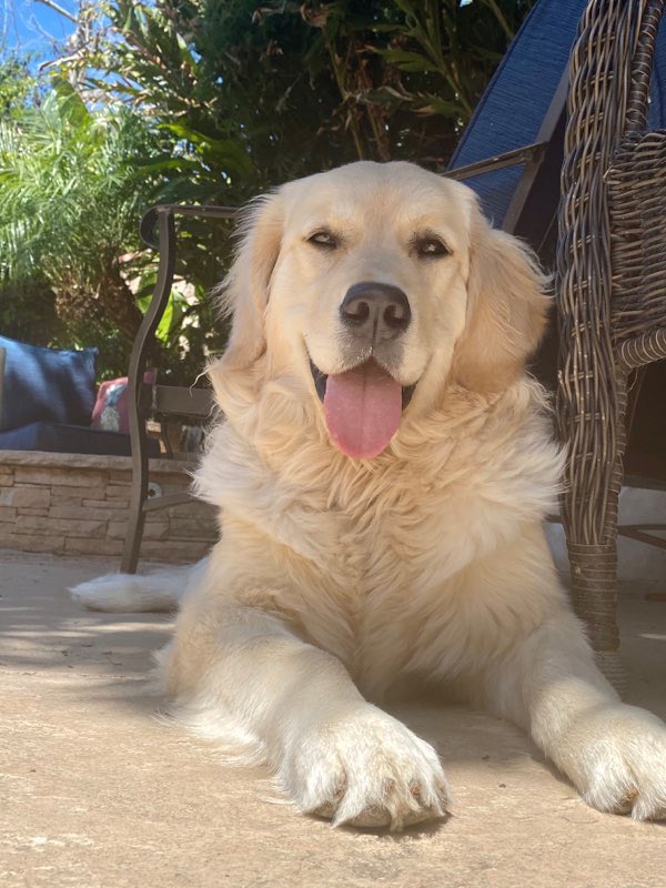 GldnMeadows's tweet photo. Living my best life! #tongueout #sunsout #goldenretriever https://t.co/Yc2GEksf1K