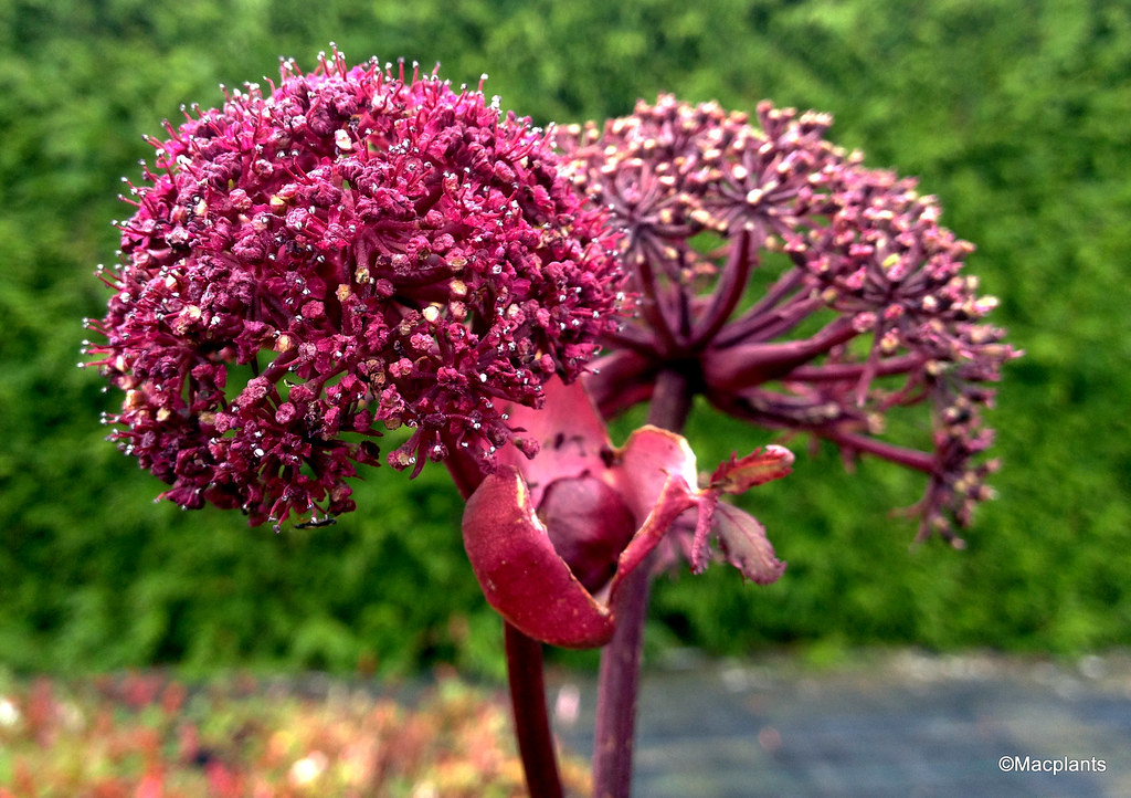 NBinBloom's tweet photo. The striking umbellifer from the far east, Angelica gigas, now opening in the stumpery in the Lodge.  It's  biennial so need to raise new plants to keep it going. @northberwick @caley_rchs @KSBScotland @RHSBloom @macplants https://t.co/ymyEHggaVh