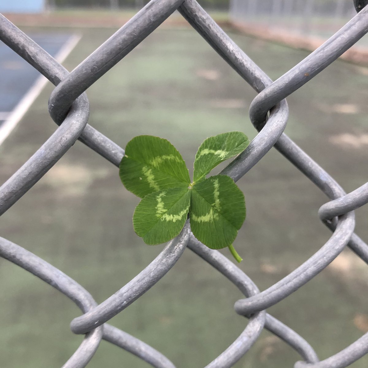4leafers's tweet photo. No. 550 #fourleafclover 😊👍🏻🍀 https://t.co/OSdVC76afL