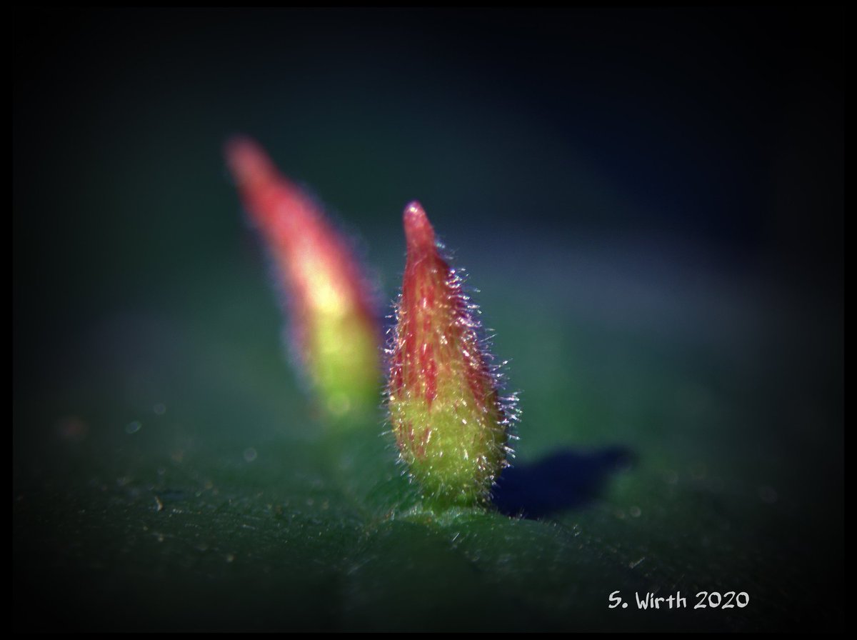 wirthstef's tweet photo. #macrophotography of #galls of #gallmite #Eriophyes #tiliae on #largeleaved #linden leaves with #light of an #artificial source in an #evening in #urban #park #plötzensee #district #wedding #berlin #may #2020 Copyrights #stefan #f. #wirth
#Acariformes #macro #photography https://t.co/OMR5A6pz5Z