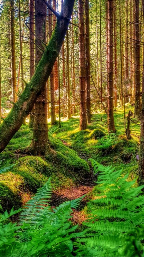 Good morning Wednesday Dear Twitter Friends