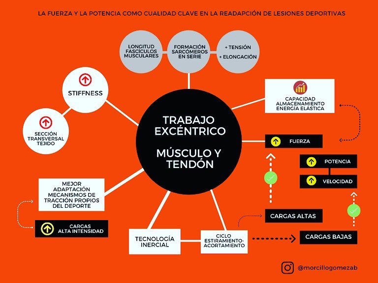 morcillogomezab's tweet photo. Trabajo excéntrico como herramienta preventiva. 
El trabajo excéntrico es el tipo de ejercicio que la literatura muestra como más relevante para la mejora de la elasticidad del sistema músculoesquelético. https://t.co/q56oDWCq6b