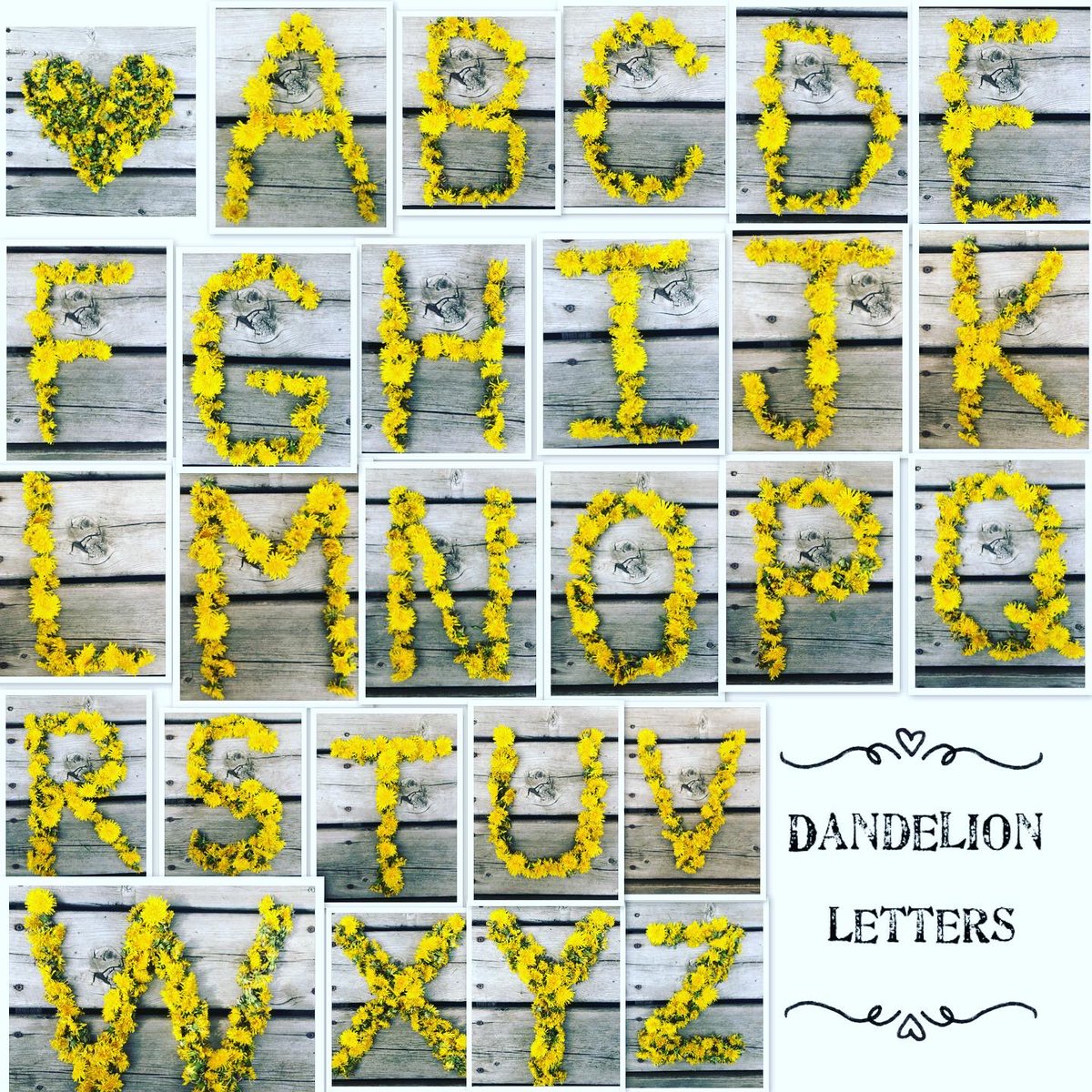 FDK_Lightning's tweet photo. Dandelion letters! Collect dandelions and explore letters, names, sight words. #lowkeyliteracy #notechliteracy #literacybehaviours #learningathome #dandelions #kindergarten https://t.co/lbK1PCTgoe