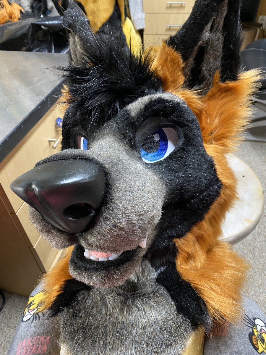 MadeFurYou's tweet photo. Decker cross fox🦊 ❤️ https://t.co/uoxpw41B3O