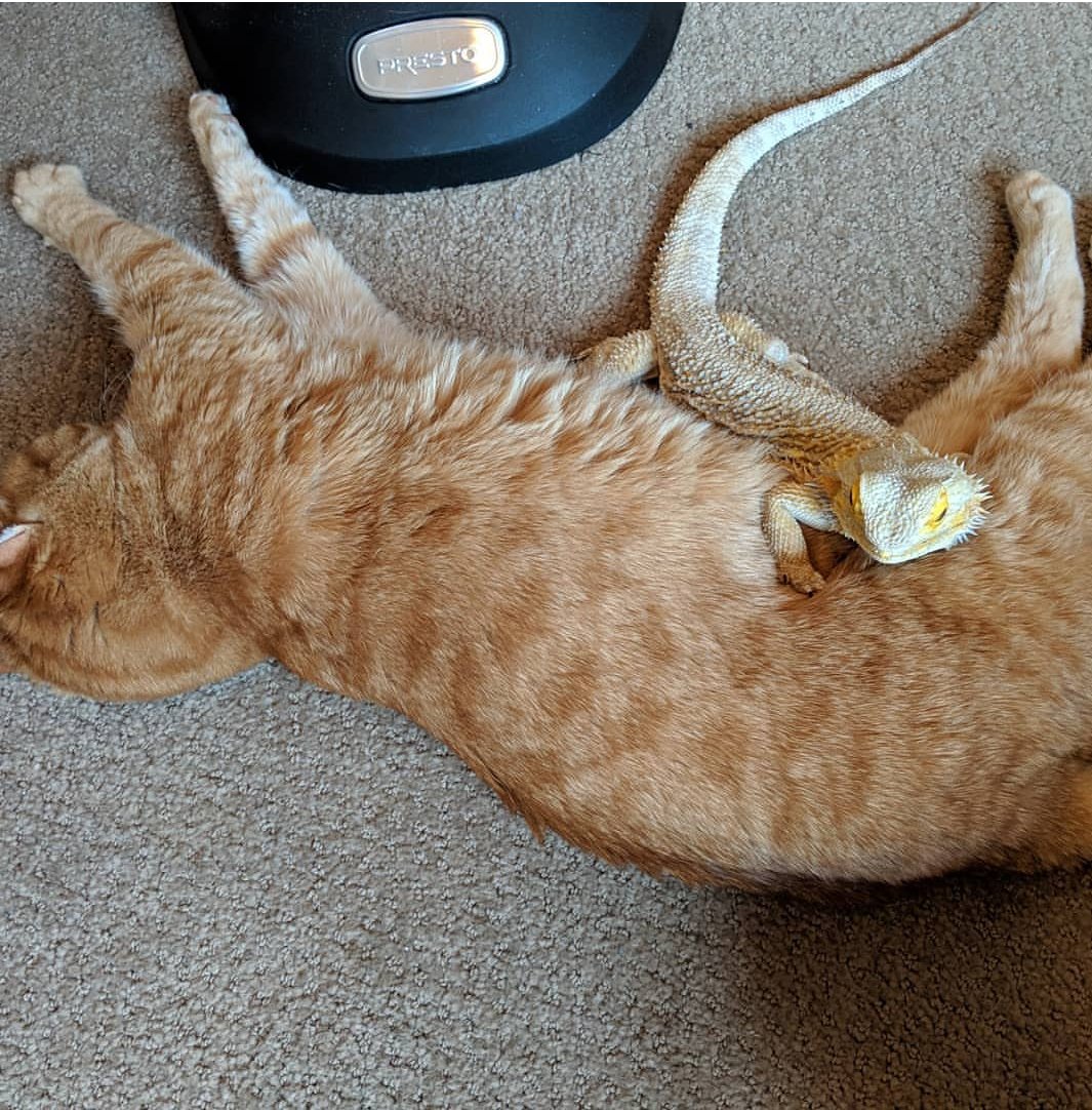 BRTurpin's tweet photo. @chrissyteigen My Rudy is so cuddly and BFFs with my kitty. The perfect pet! https://t.co/06h9ZTrpYI