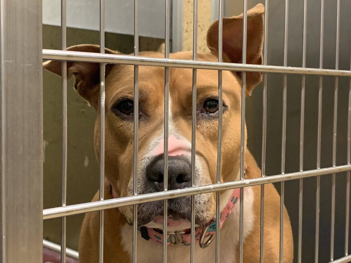 adopt_storm_ny's tweet photo. Today is day 1,350 for Lexi at the shelter. She’s such an awesome gal once she knows you. It’s a shame she’s been here so long. Pls retweet to get her out! Needs solo pet, adult home. Town of Hempstead Animal Shelter, NY. Email: adoption@tohmail.org #NewYork https://t.co/U7xkEFGcnl