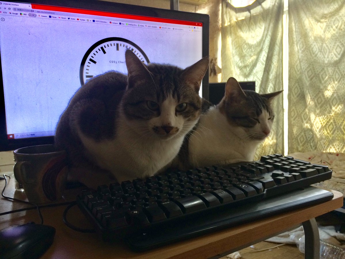 在宅勤務で猫が邪魔してくる 解決策が話題 Twitter