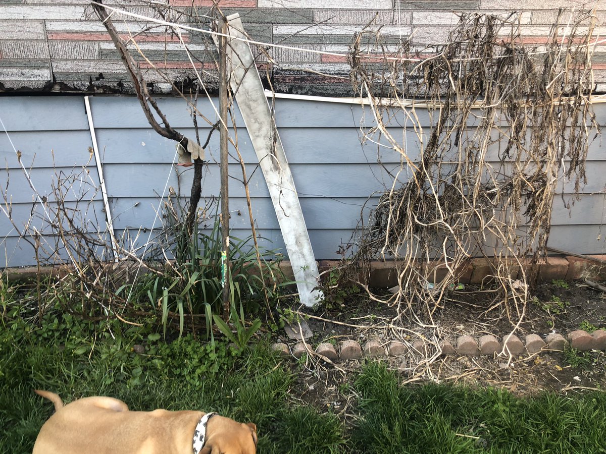 bucha_queen's tweet photo. @Jirsch14 never tweets so i will flex for him. i’m in nevada right now, but when i get back to chicago we want to start planting veggies &amp; flowers in our lil yard! he cleaned it all up today :-) before and after: https://t.co/vKIiJ6K2oo