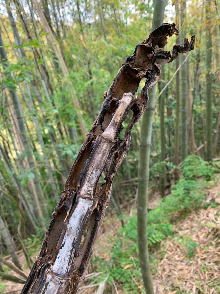 chikuunsai's tweet photo. 竹林に行くと宝の山。朽ちてゴミのような竹も、別の人から見ればとても価値のあるものになる。価値とは視点から生み出される。あーー。自分の竹林が欲しい。 https://t.co/lmUIzxvAQN