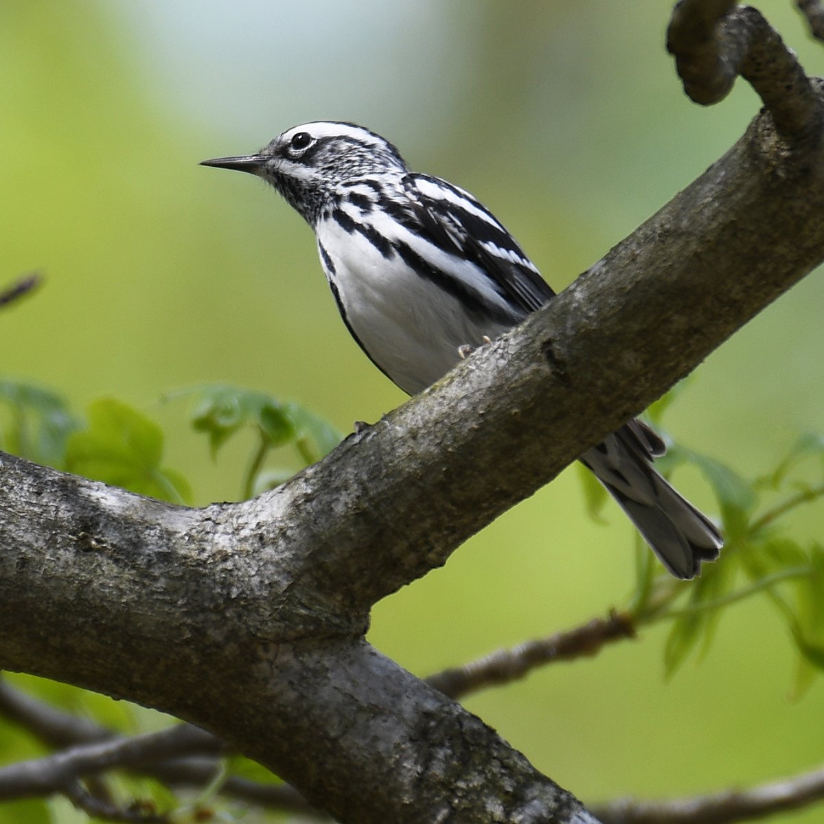 laurawolfartist's tweet photo. #blackandwhitewarbler #warbler #migration #birds #birding #birdwatching #nature #animals #wildlife #cute #birb #dapperdandy #featheredfriends #nikon #photo https://t.co/kNXuGncpmU