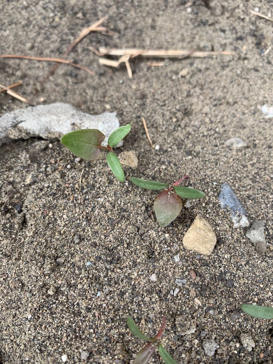 CWSS_SCM's tweet photo. Weeds are definitely starting to pop up in central Alberta.  Are they up where you are? Share some pictures of your weeds! #WestCdnAg #CWSS_SCM #WeedScience https://t.co/JnZ4CqocVT