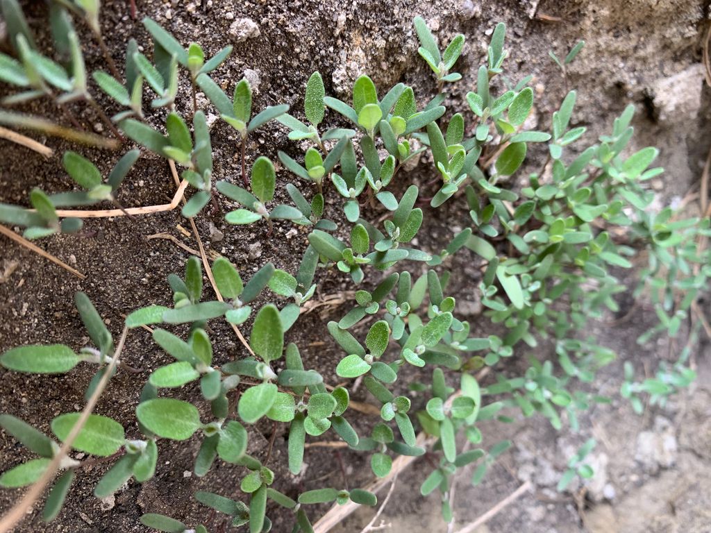 CWSS_SCM's tweet photo. Weeds are definitely starting to pop up in central Alberta.  Are they up where you are? Share some pictures of your weeds! #WestCdnAg #CWSS_SCM #WeedScience https://t.co/JnZ4CqocVT