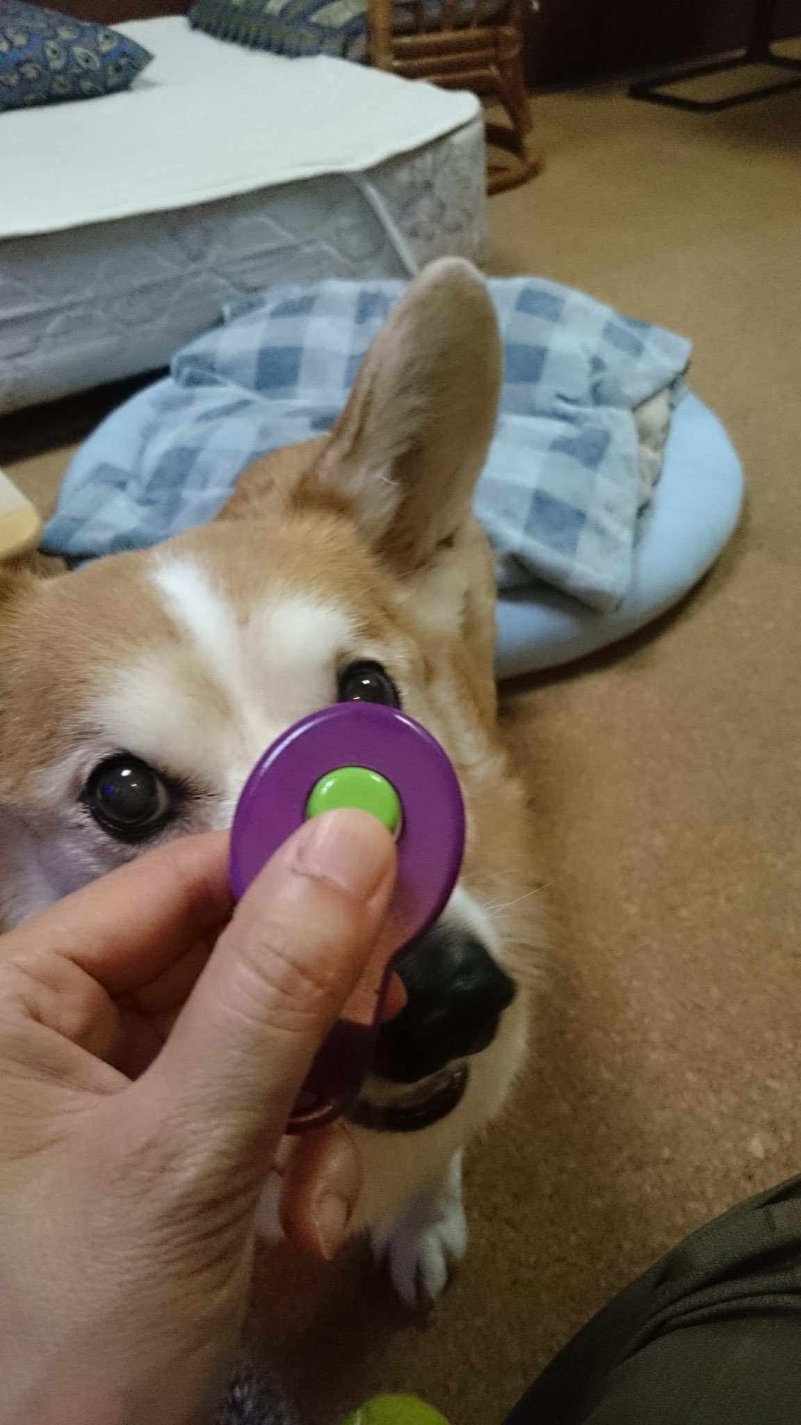 あけみ 2年前の今日 奴はクリッカーを食おうとしたwww クリッカートレーニング 使い方違うから あけみ 2年前の今日 奴はクリッカーを食おうとしたwww クリッカートレーニング 使い方違うから