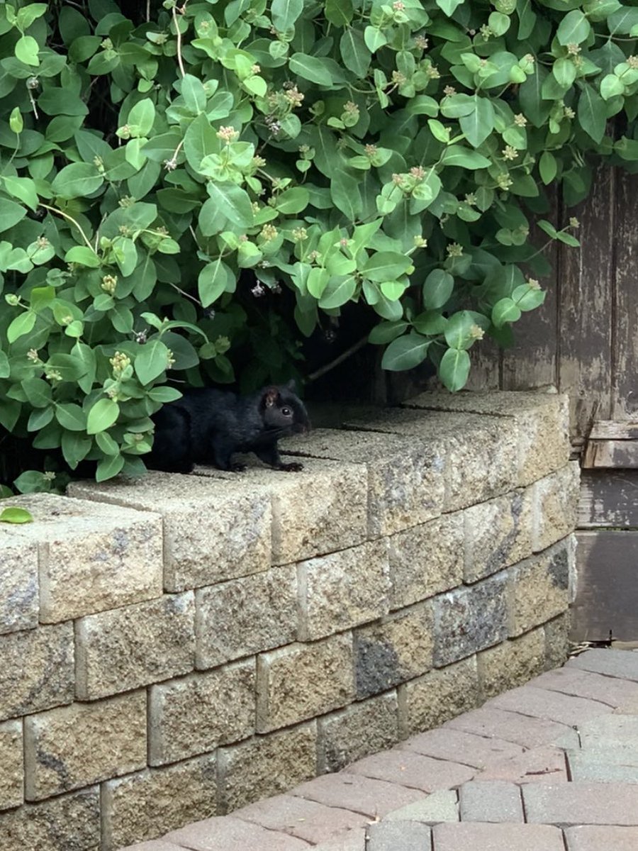 mferya's tweet photo. Let me introduce you to my new, a bit shy, coworkers 🌝 week 9 of #workingfromhome https://t.co/qSNnjIUo52