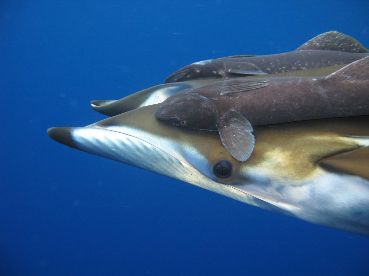 AnchietaNunes's tweet photo. I love Mobula rays! This photo I took near the islands of São Pedro e São Paulo. Look at those eyes ... #amazingfish https://t.co/nwyQm6IPbD