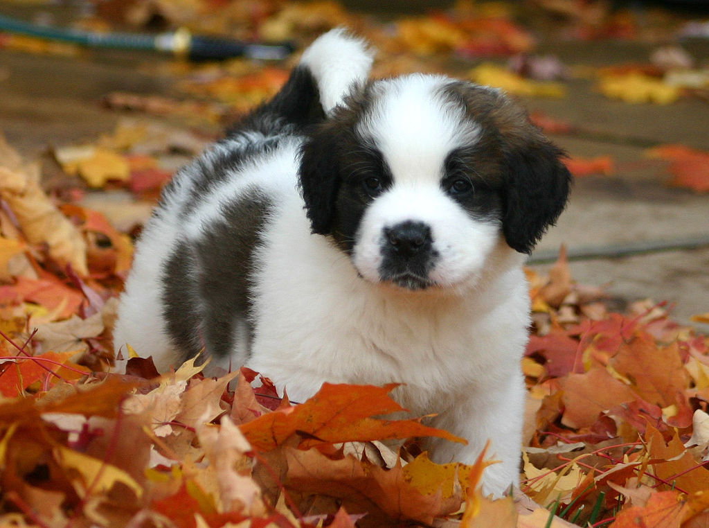 CalculationBot's tweet photo. This is a puppy! https://t.co/IbrdyRrA1T