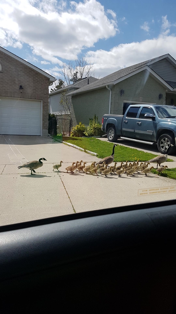 My mum sent me this photo today on her way to the grocery store!