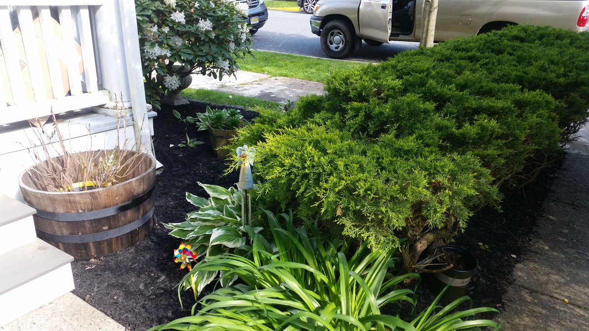 JonathanEvanow1's tweet photo. Nice black mulch install today! Call Jon at 908-442-9864 https://t.co/QBByTrnMlf