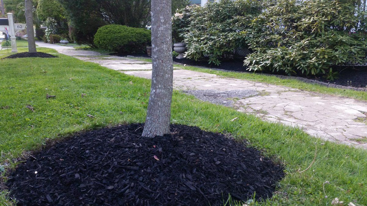 JonathanEvanow1's tweet photo. Nice black mulch install today! Call Jon at 908-442-9864 https://t.co/QBByTrnMlf