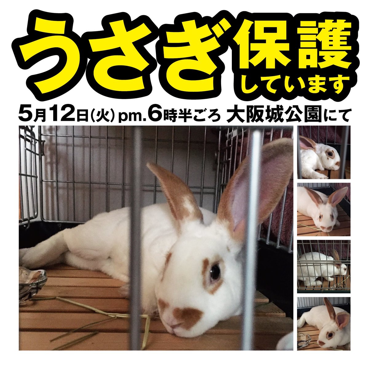 moromonkey's tweet photo. 迷子うさぎを保護しました。
日時：2020年5月12日（火）18時半頃
場所：大阪城公園森ノ宮口噴水近く
#迷子 #うさぎ #保護 #大阪城 https://t.co/qpr7RM7MHO