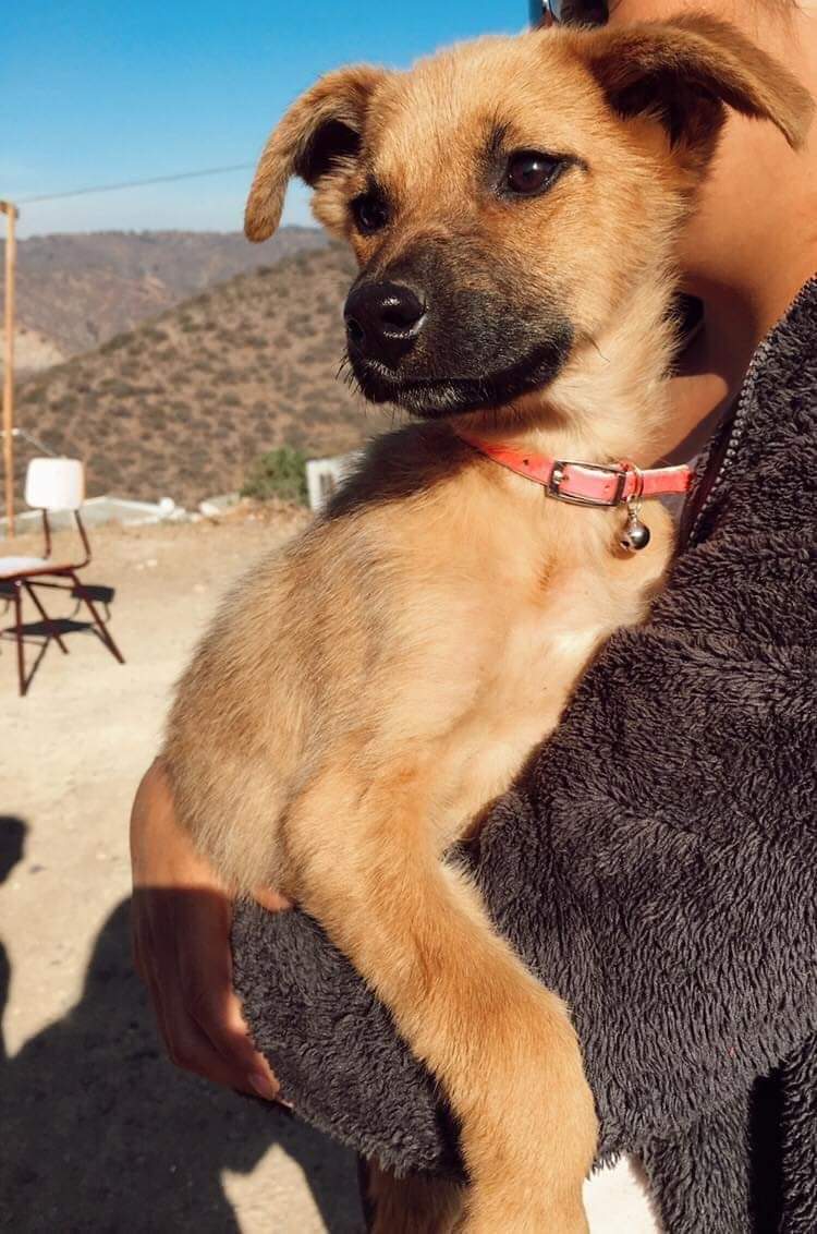 AnimalParaiso's tweet photo. Amorosa e inteligente cachorrita de tres meses de edad en adopción para Viña del Mar o ciudades cercanas.

Contacto y más detalles al celular o WhatsApp +56 9 7405 0018. https://t.co/df49Q5PGAX