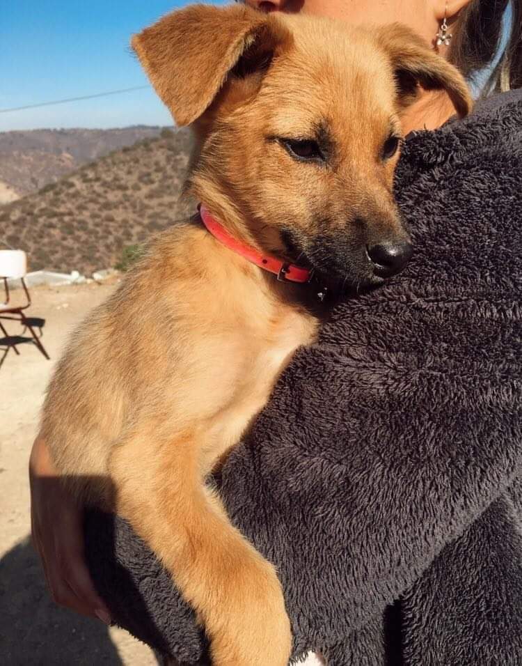 AnimalParaiso's tweet photo. Amorosa e inteligente cachorrita de tres meses de edad en adopción para Viña del Mar o ciudades cercanas.

Contacto y más detalles al celular o WhatsApp +56 9 7405 0018. https://t.co/df49Q5PGAX