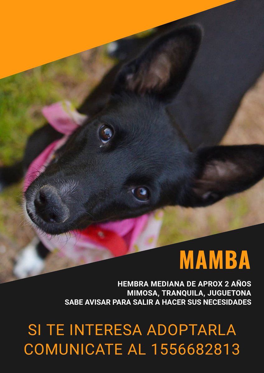 ¿Ayudas a Mamba a encontrar su familia ideal?

Aquí el formulario para adoptar! 
Se agradece la difusión!!

docs.google.com/forms/d/e/1FAI…