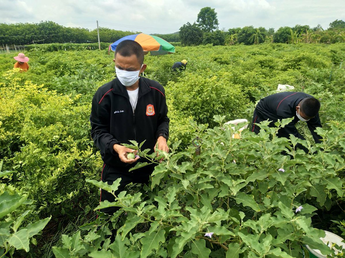 ascom_1's tweet photo. บชร.1 ได้จัดกำลังพลของหน่วย ซื้ออาหารสดจากตลาดชุมชนรอบค่ายและรับซื้อผลผลิตทางการเกษตรจากเกษตรกร "หน่วยทหารจ่ายตลาด ช่วยเกษตรกร ฟื้นฟูเศรษฐกิจ" เพื่อช่วยเหลือและบรรเทาความเดือดร้อนของประชาชนรวมถึงผู้ค้ารายย่อยซึ่งได้รับผลกระทบจากการแพร่ระบาดของ COVID-19 https://t.co/f871JGxSJr