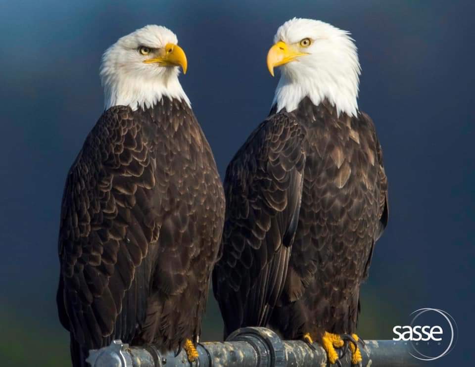 Day 4/7 of my life in pictures. No words, no people. 
<a href="/J_Stephens_CPA/">Jeremy Stephens</a> nominated me. #eagles