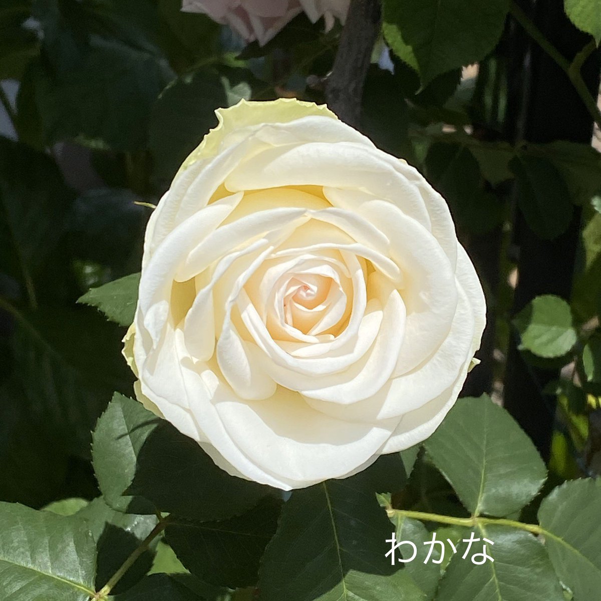 Cherish わかな 一つは欲しくなる白緑の薔薇 今年は一度に5輪ほど咲きました バラが咲いた わかな 緑色