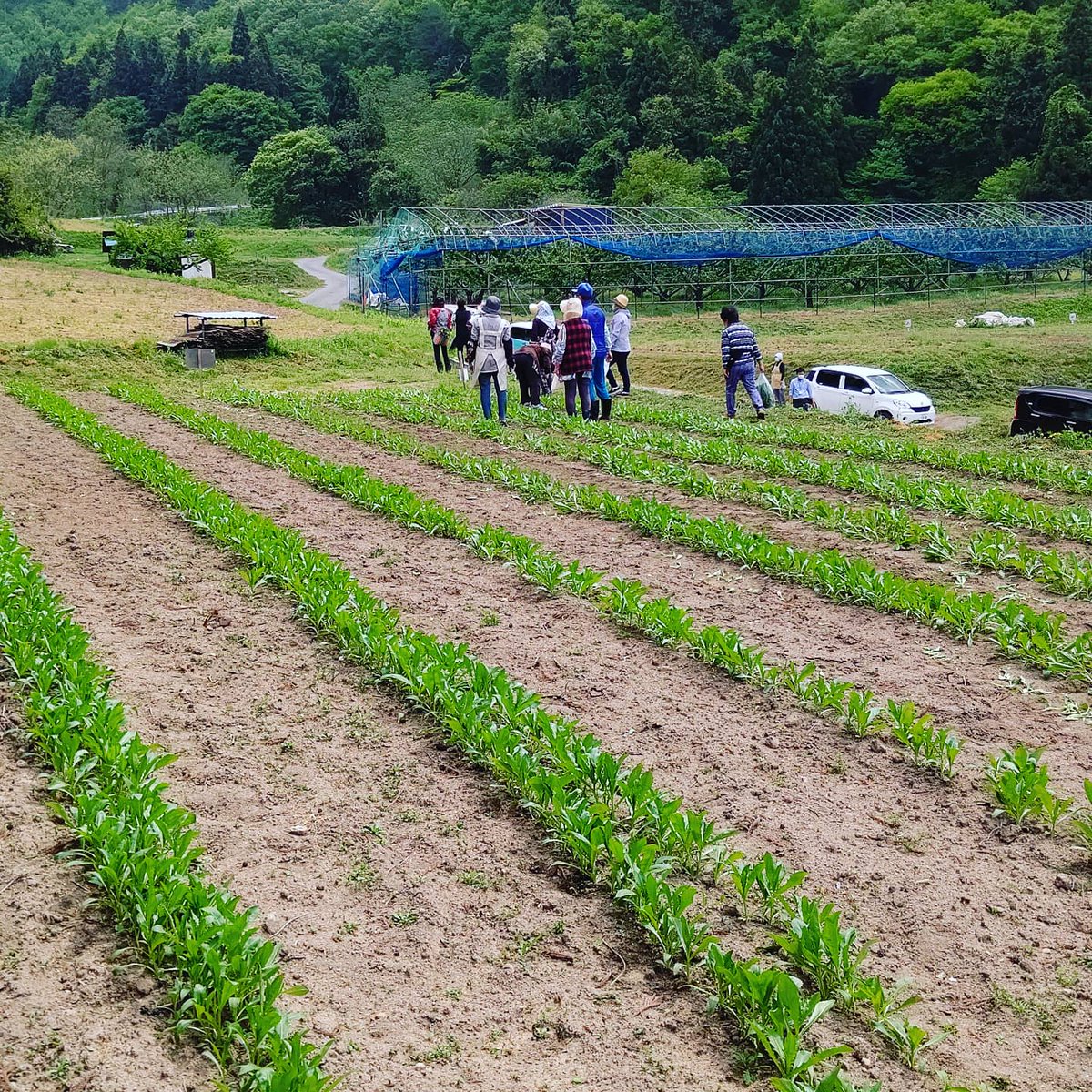 ipxkOURZNGYa4sg's tweet photo. 紅花畑で間引き作業をしました。
We did thinning work in the safflower field.
#山形県 #天童市 #貫津 #紅花 #べに花 #紅花畑 #べに花畑 #紅花メイト #べに花メイト #地域おこし協力隊 #間引き #safflower #field #safflowerfield #てんどう地域おこし協力隊 https://t.co/z4EaAa6mne