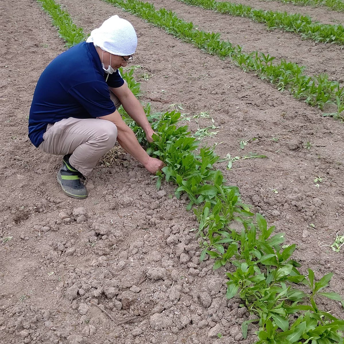 ipxkOURZNGYa4sg's tweet photo. 紅花畑で間引き作業をしました。
We did thinning work in the safflower field.
#山形県 #天童市 #貫津 #紅花 #べに花 #紅花畑 #べに花畑 #紅花メイト #べに花メイト #地域おこし協力隊 #間引き #safflower #field #safflowerfield #てんどう地域おこし協力隊 https://t.co/z4EaAa6mne