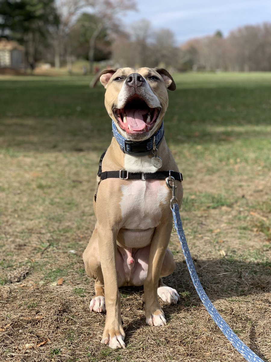 AMilotx12's tweet photo. @dodo Niko loves to smile! https://t.co/ERhSDkIidC