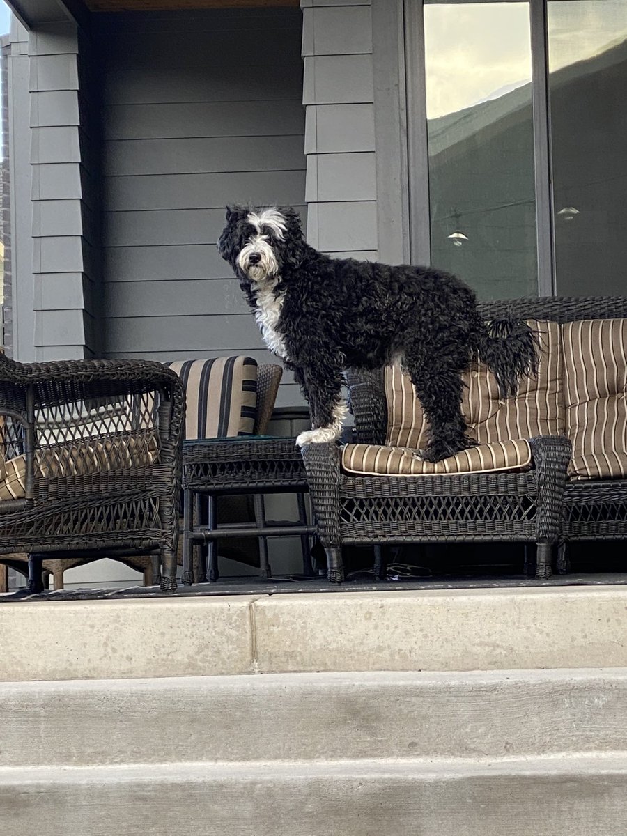 jenji's tweet photo. The best part of the #Denverhowl is #writingdog joining in every night. I don’t think he knows why everyone is making a ruckus but he’s always up for a party. #amwriting #writerslife https://t.co/UXASw9wz5j