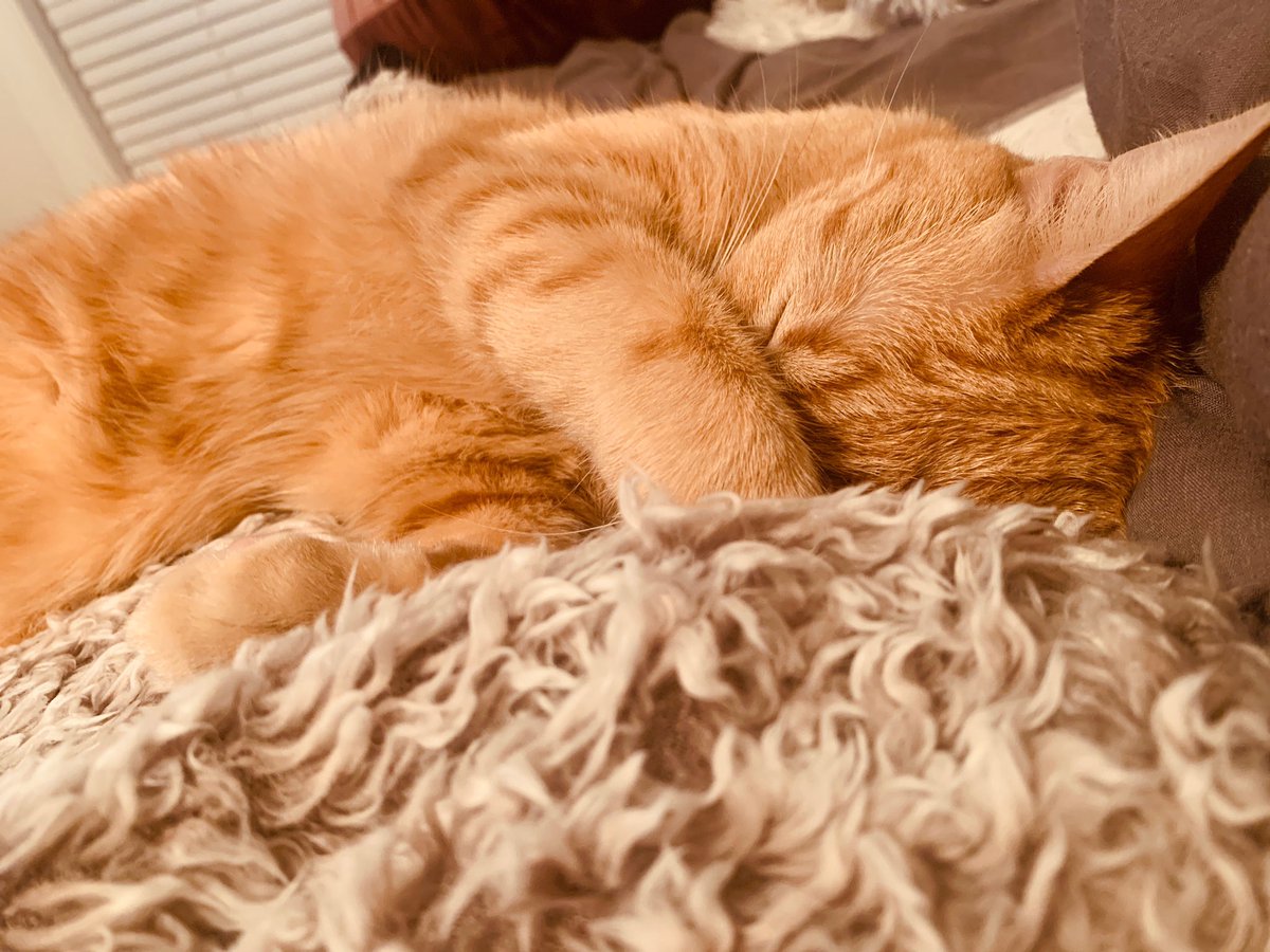_Kristennn__'s tweet photo. If you know me at all then you know that Milo is my absolute world, knowing that he’s lost and all alone is killing me 💔 If anyone in the St. Paul’s, NC area has seen him please let me know. https://t.co/HuRkNX8rRf
