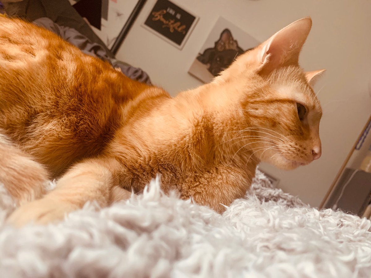 _Kristennn__'s tweet photo. If you know me at all then you know that Milo is my absolute world, knowing that he’s lost and all alone is killing me 💔 If anyone in the St. Paul’s, NC area has seen him please let me know. https://t.co/HuRkNX8rRf