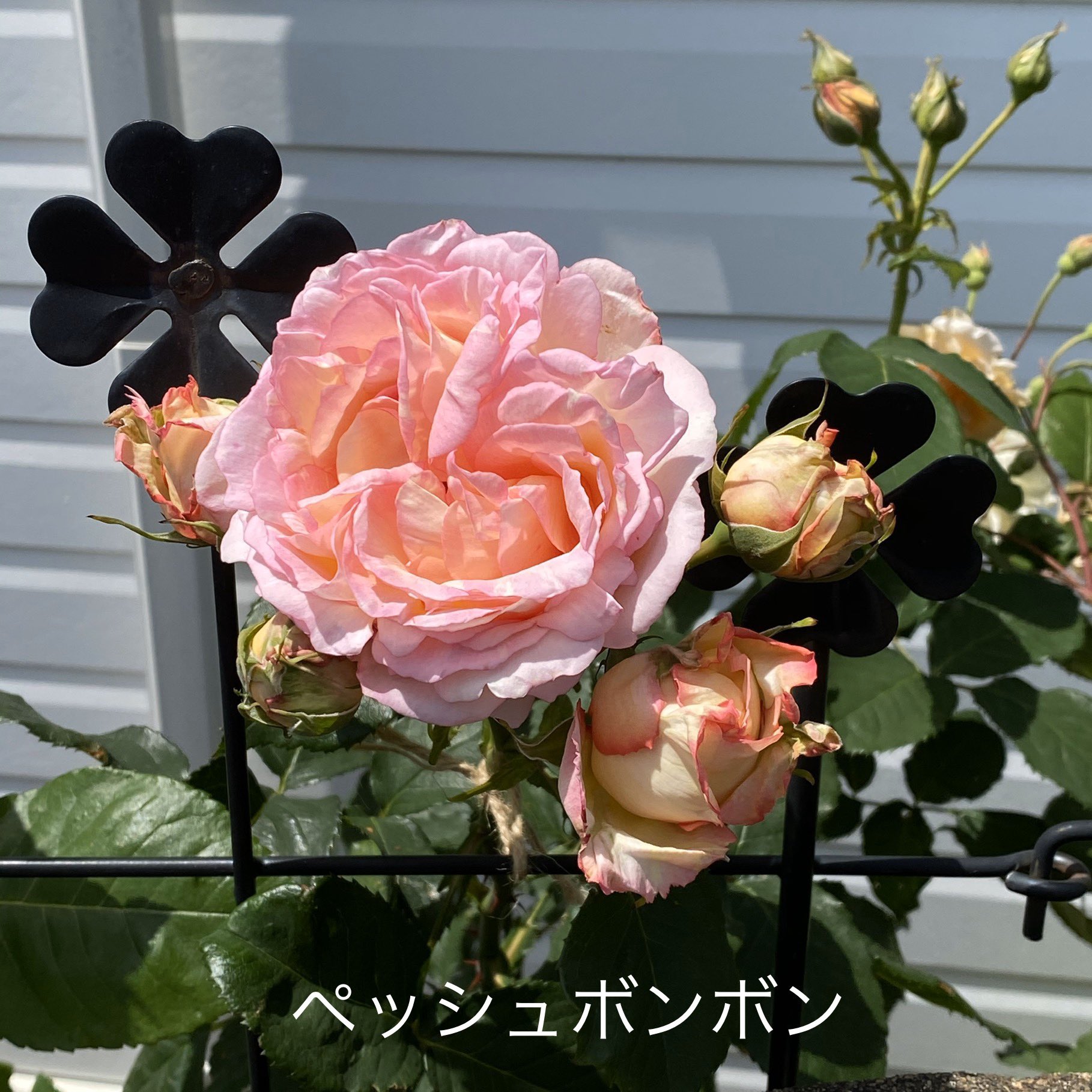 Cherish ペッシュボンボン クリーム色とピンク色の可愛らしいバラ エブリン同様 茎がしっかりして大輪を支えるので切り花にしても長持ちします バラが咲いた ペッシュボンボン