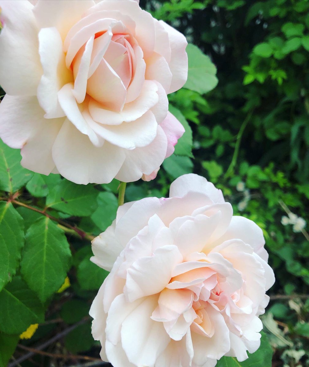 Henriette 布花作家 V Twitter 急に暑くなってきたので 庭の薔薇 が一気に咲いています 上品な色味のコンスタンツェ モーツァルト ふわふわと優美な風情のダフネ 今年は挿し木で増やした鮮やかなフラゴナール 香りの薔薇 を主に植えているので 朝は良い香り