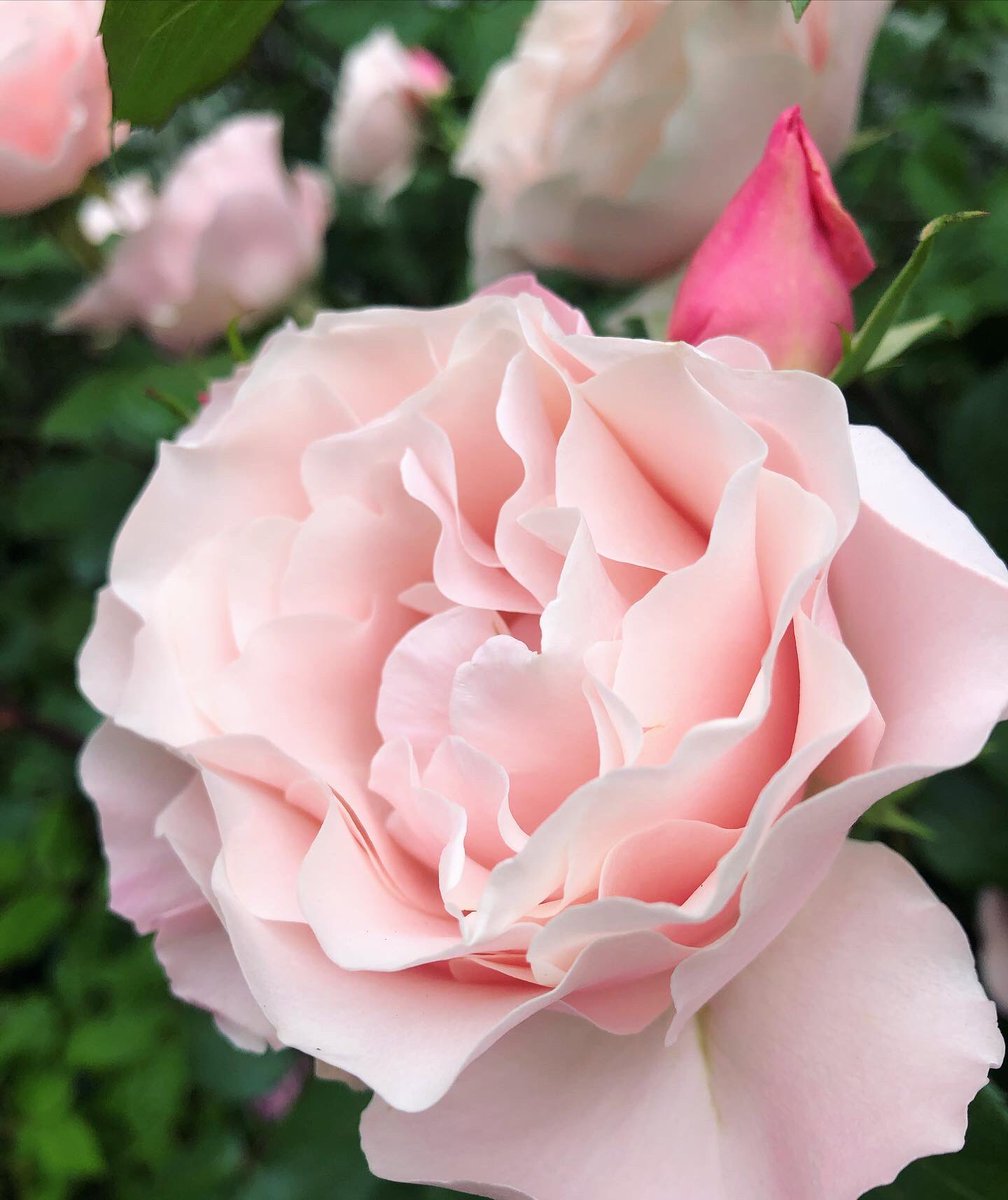 Henriette 布花作家 急に暑くなってきたので 庭の薔薇 が一気に咲いています 上品な色味のコンスタンツェ モーツァルト ふわふわと優美な風情のダフネ 今年は挿し木で増やした鮮やかなフラゴナール 香りの薔薇を主に植えているので 朝は良い