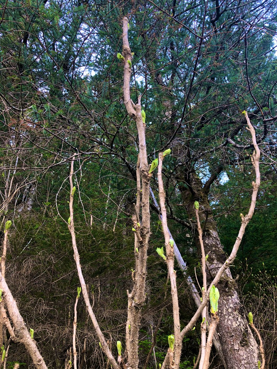 NotoriousYeil's tweet photo. Just a reminder I live in a rainforest and it’s not until I stand under towering #saxt that I realize this. https://t.co/fOGUZIWwBR