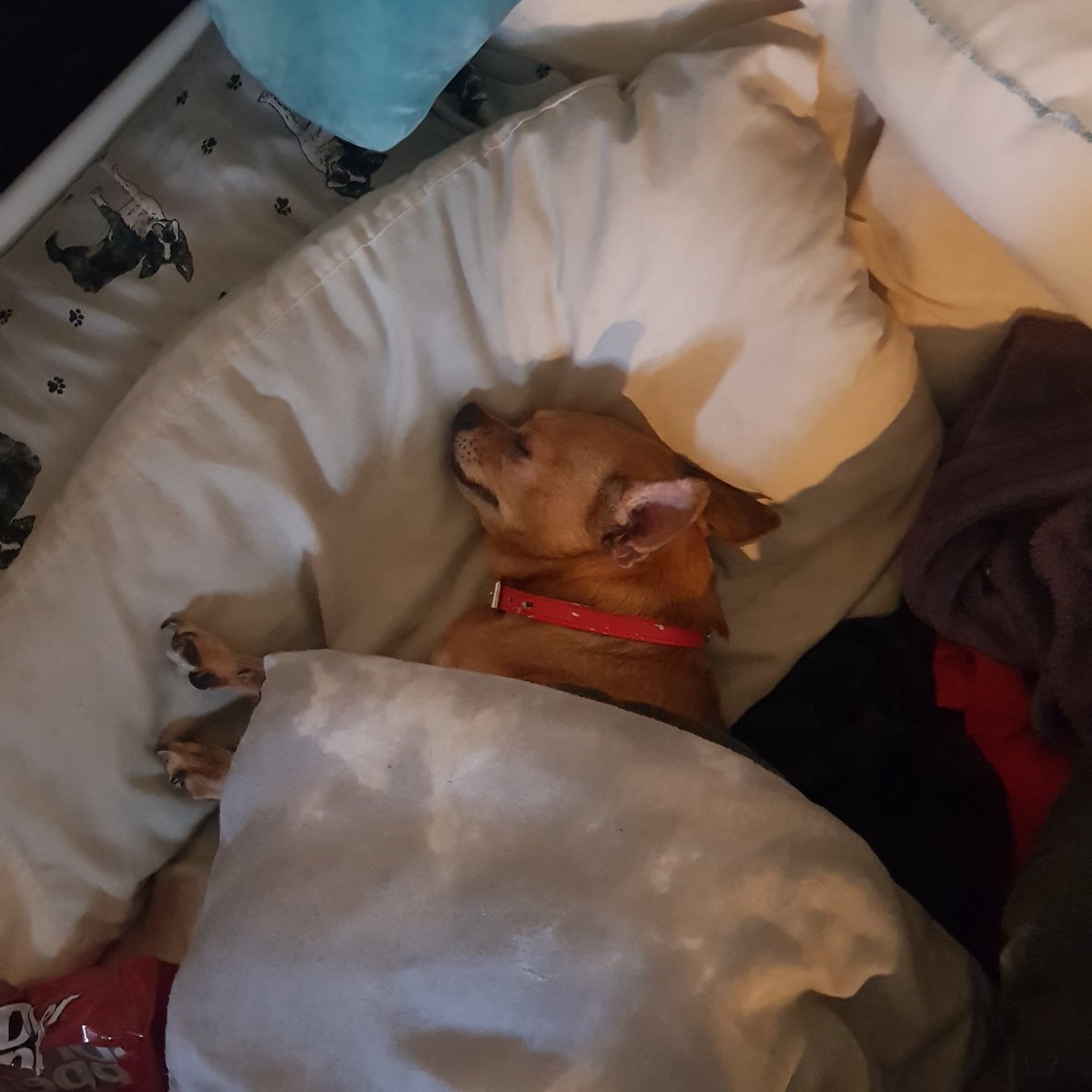 mute580's tweet photo. @ArielRebel My wanna be human furbaby https://t.co/0wEOiGXFr3
